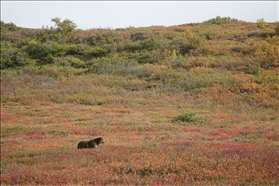 Denali NP